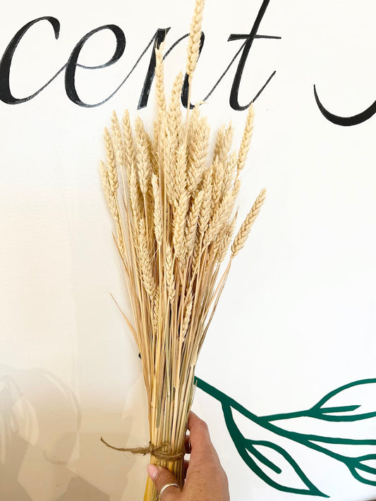 Dried Wheat Bundle - The Scented Market     