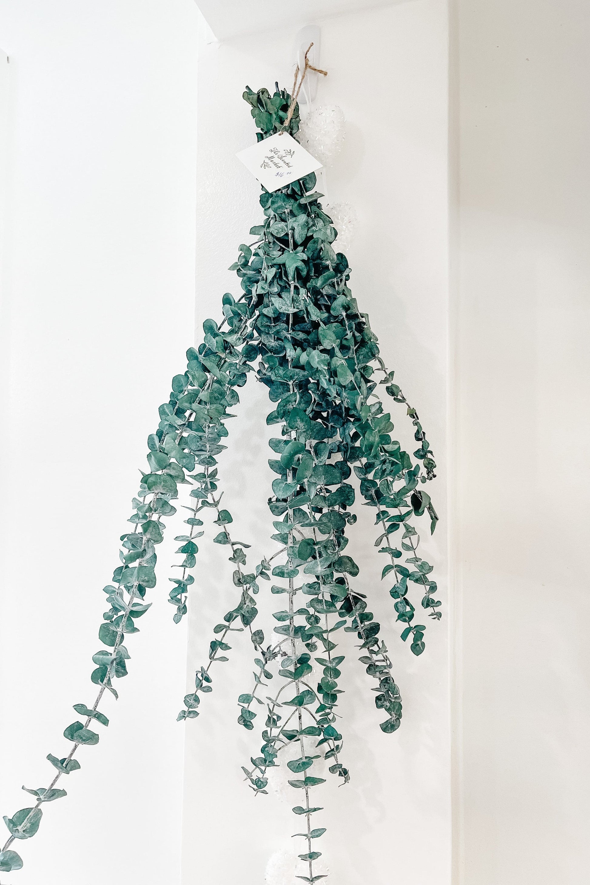 Fresh Eucalyptus Bunch - The Scented Market  Plants   