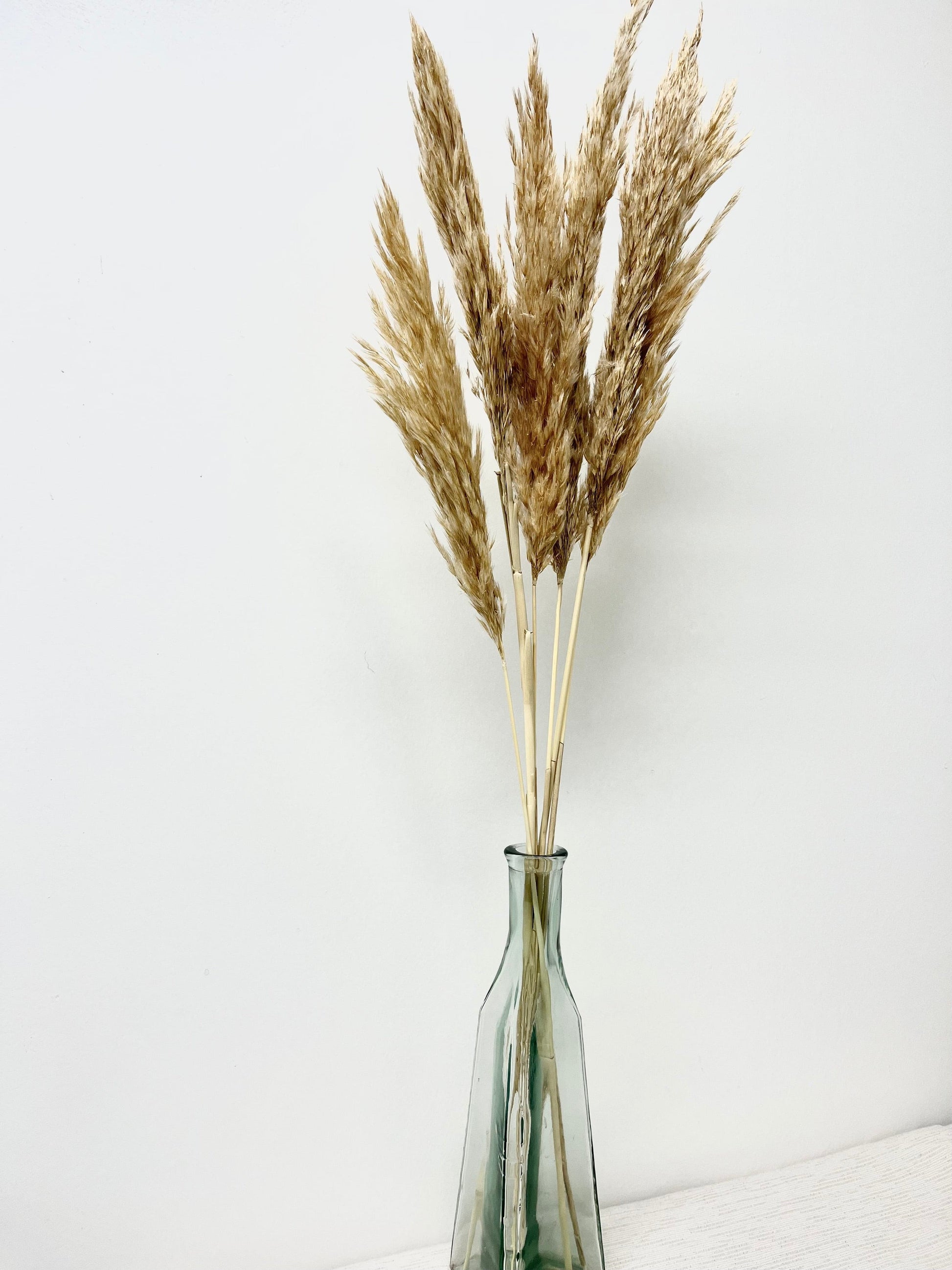 Small Pampas Grass - The Scented Market  Plants   