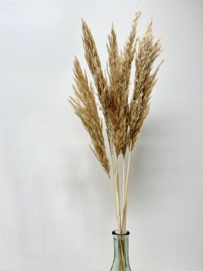 Small Pampas Grass - The Scented Market  Plants   